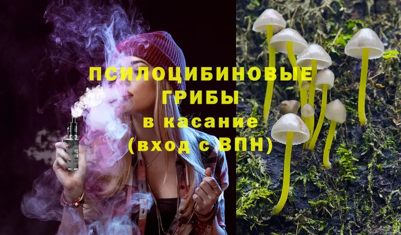 Псилоцибиновые грибы Cubensis  Бугуруслан 